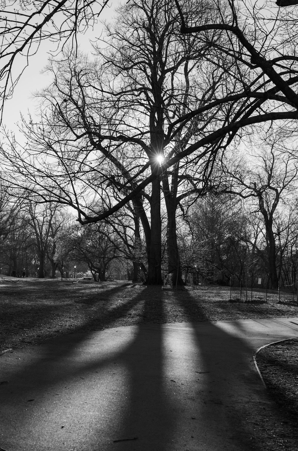 a black and white photo of a tree in a park