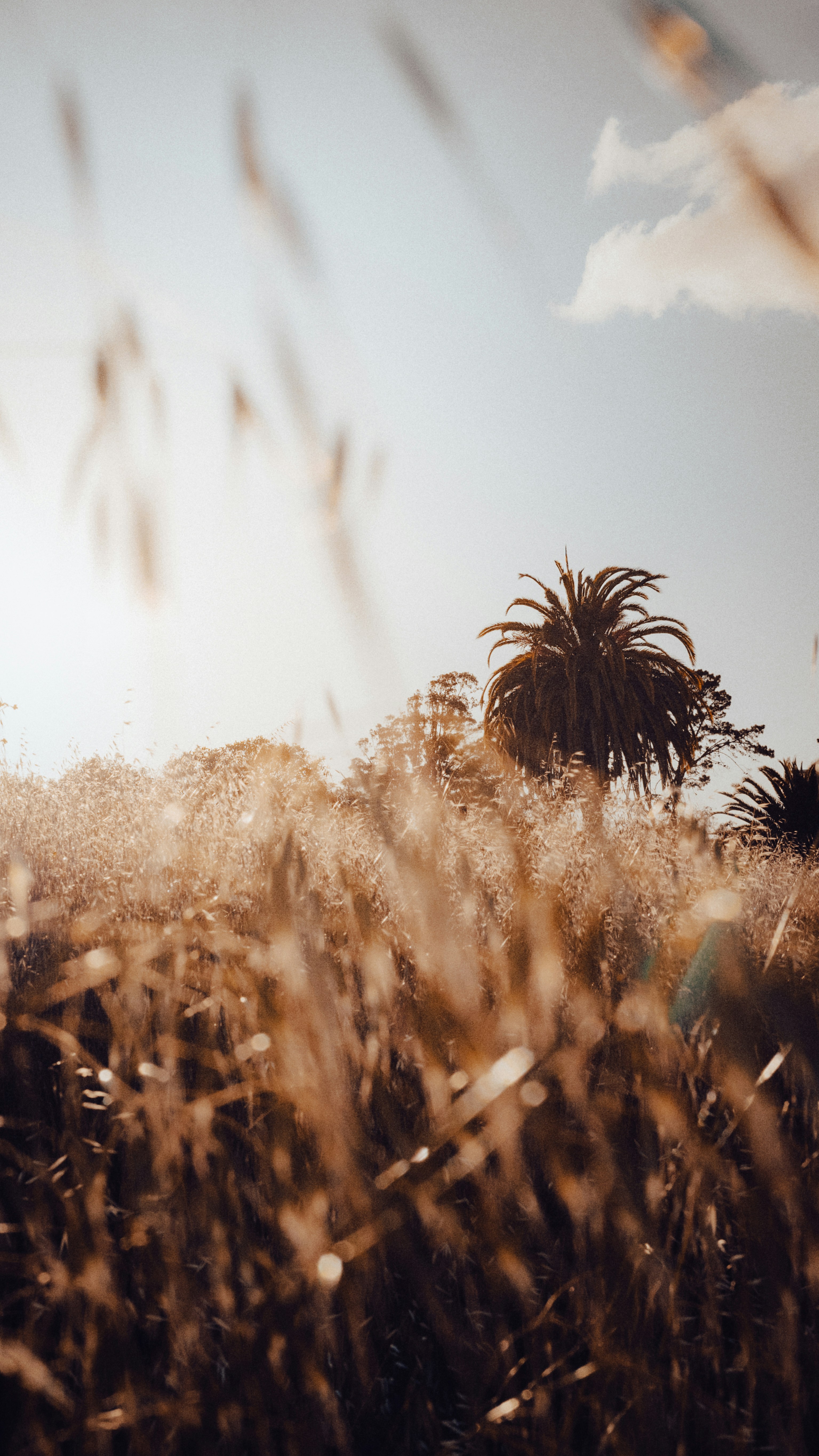 Photo by kalaniparker