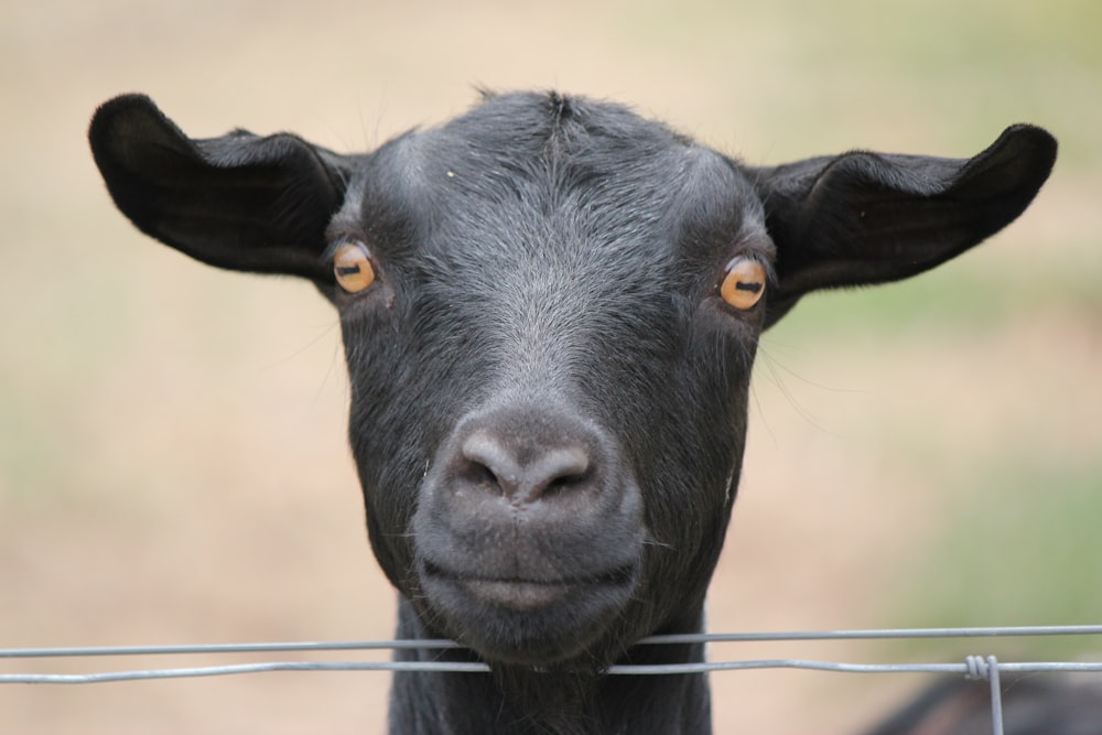 a close up of a black goat behind a wire fence