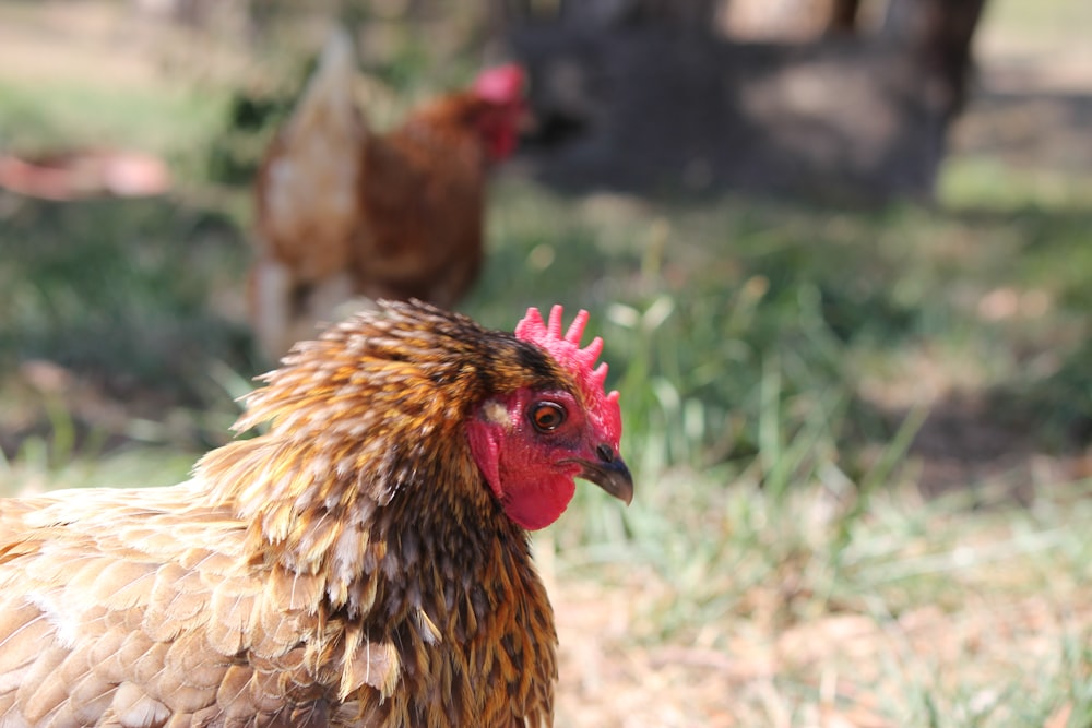 a close up of a chicken in a field