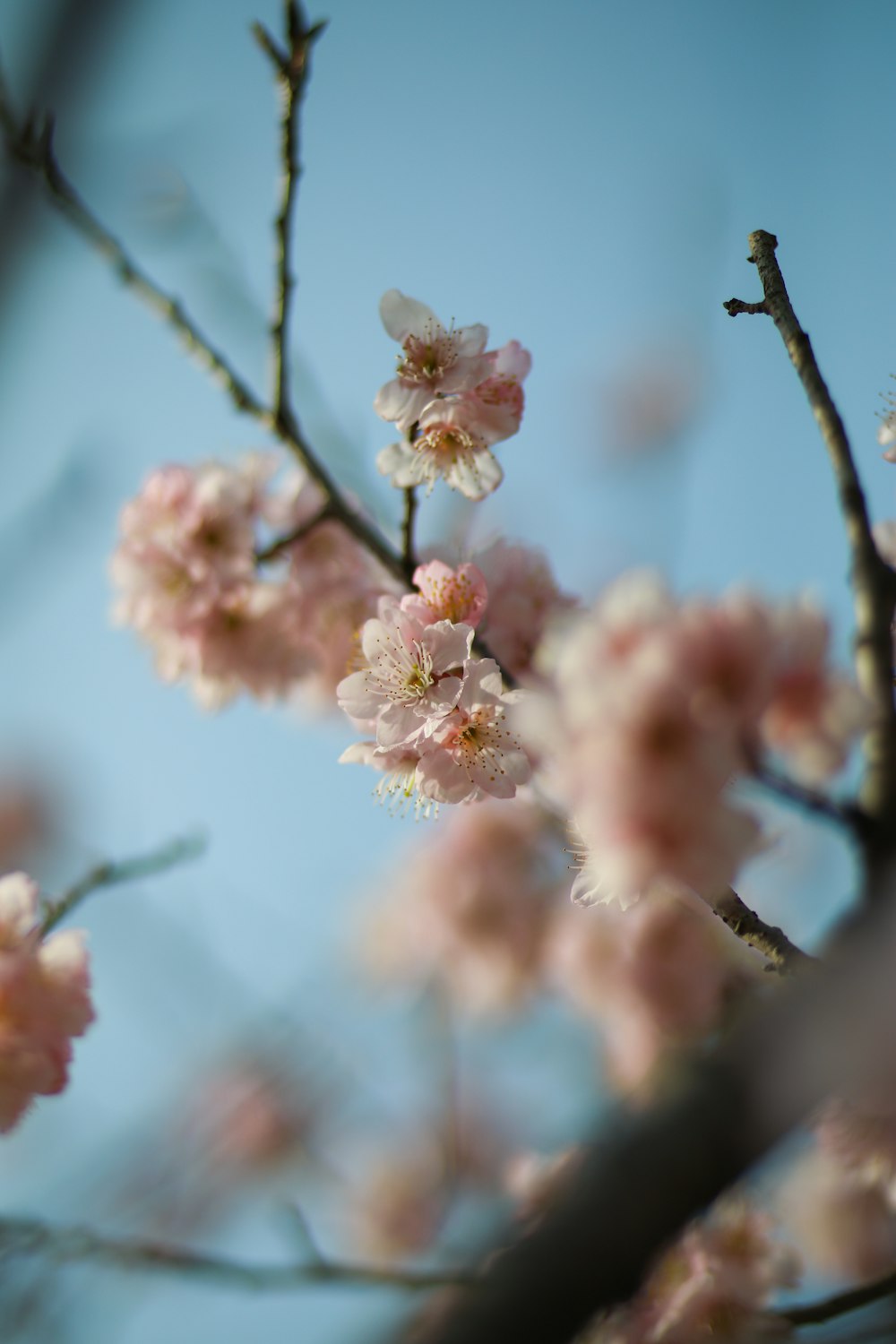 a close up of a tree with pink flowers