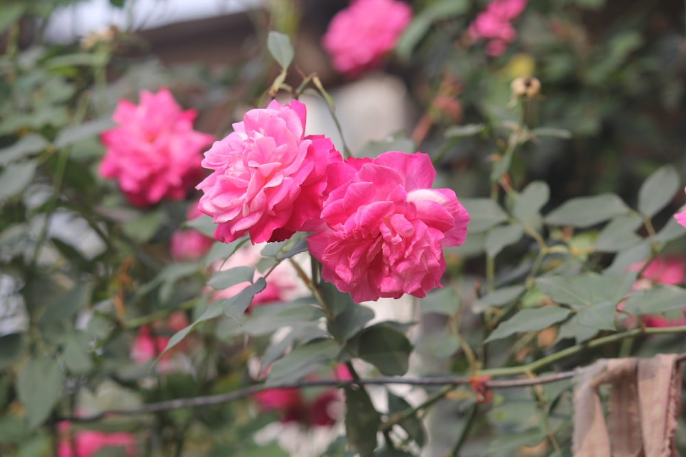 a bunch of pink flowers growing in a garden