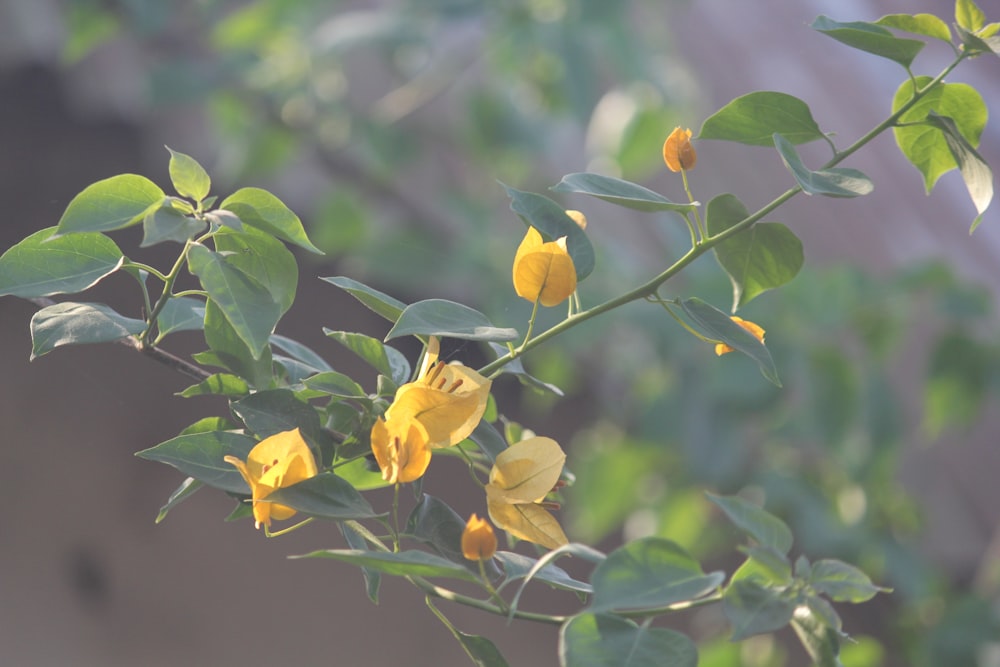 a bush with yellow flowers and green leaves