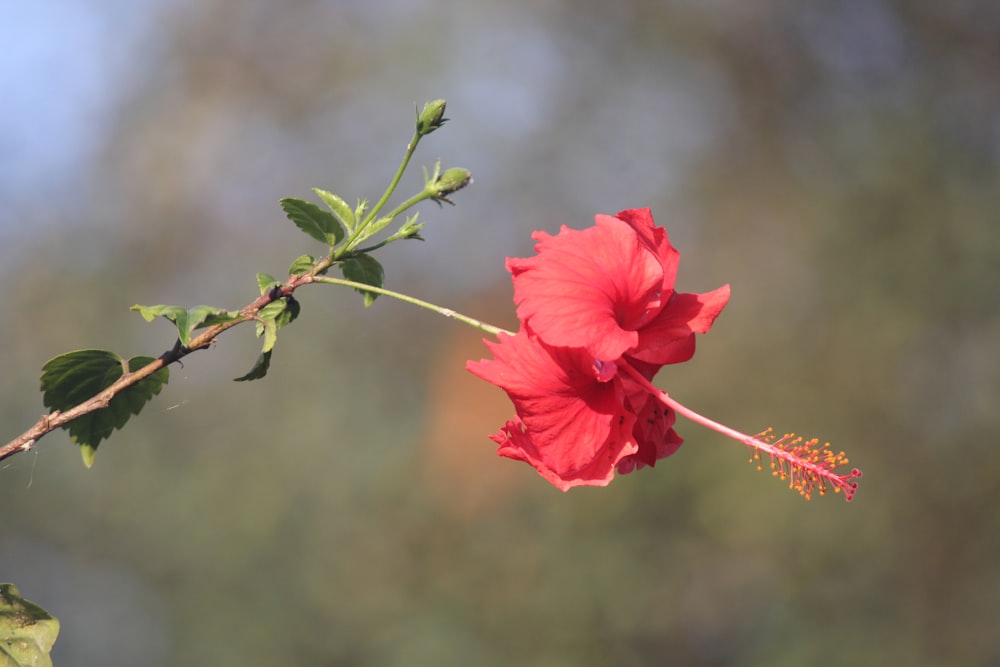 una flor roja en una rama con un fondo borroso