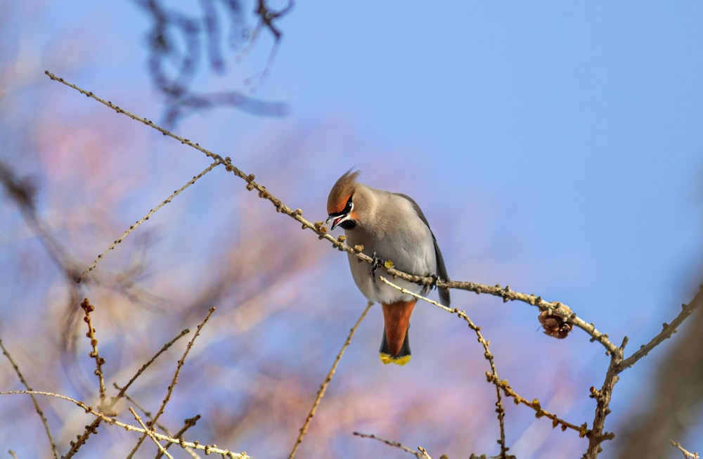 a bird perched on top of a tree branch