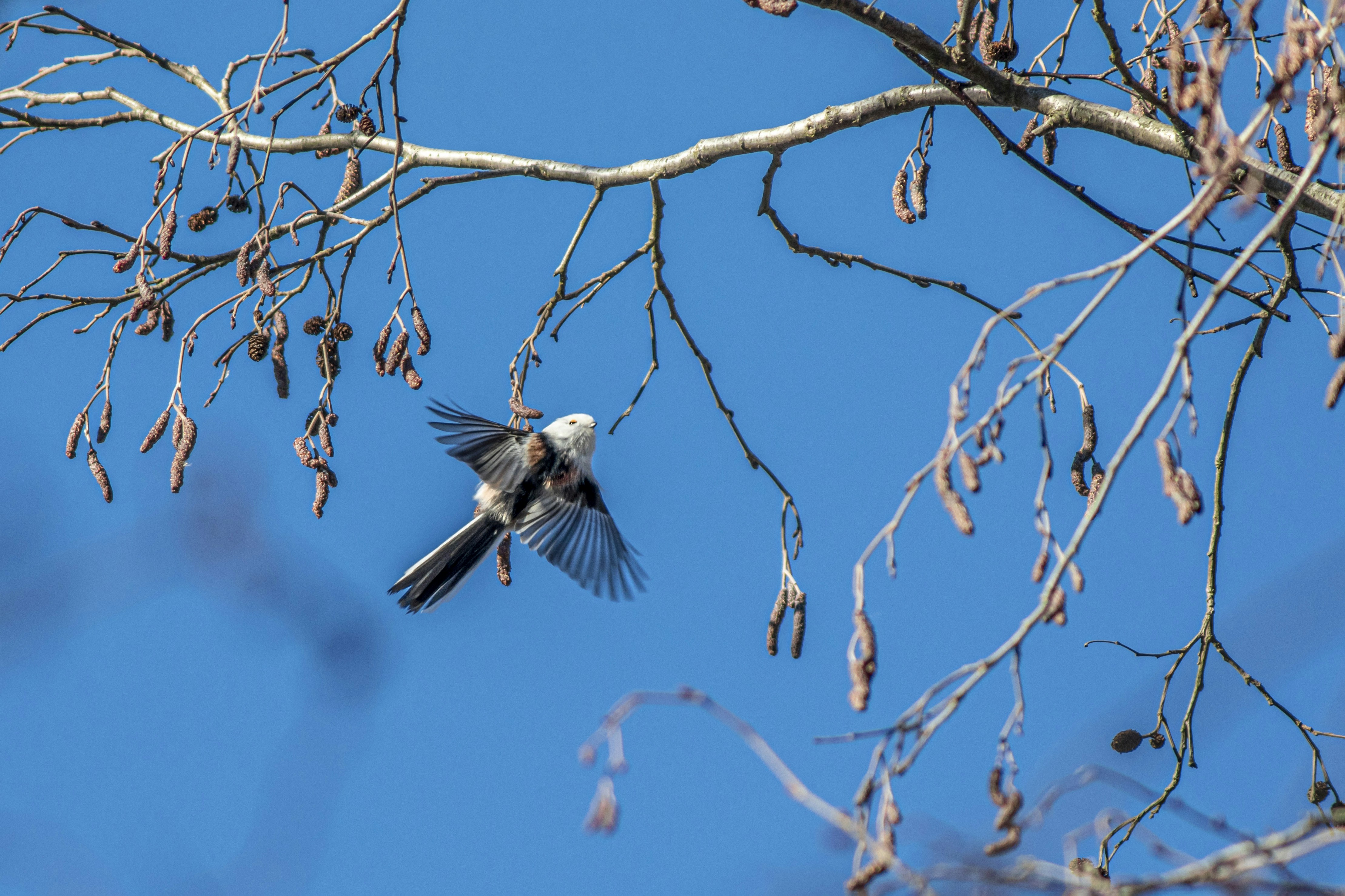 Photo by erik_karits