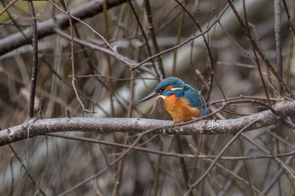 a blue and orange bird sitting on a tree branch