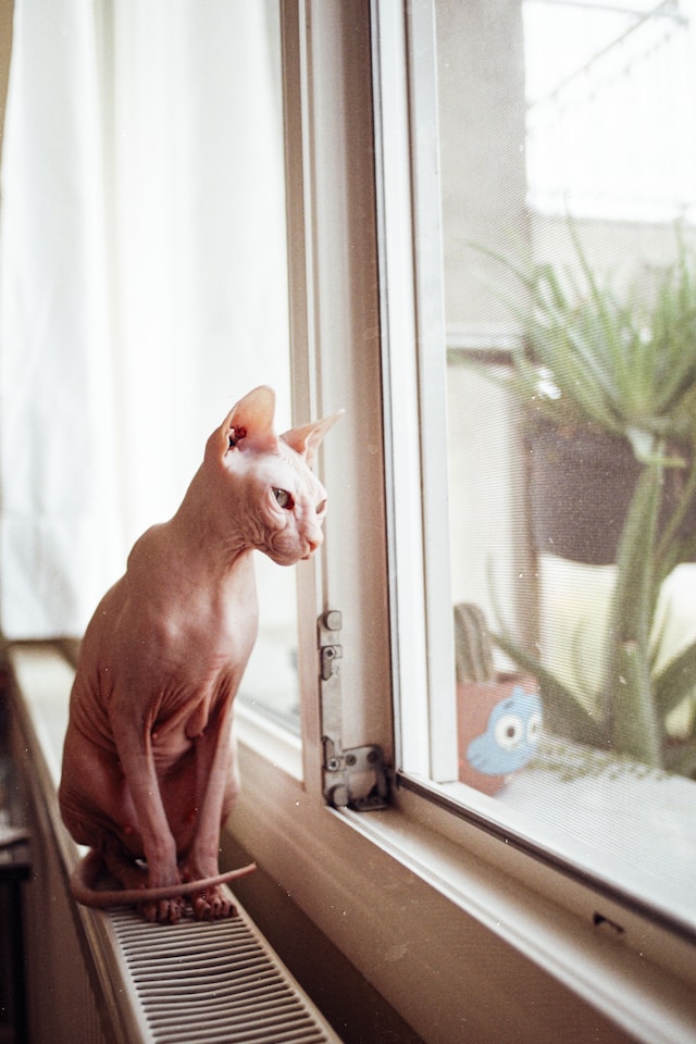 Le Sphynx : Un chat nu au cœur tendre, tout savoir sur cette race fascinante Le Sphynx : Un chat nu au cœur tendre, tout savoir sur cette race fascinante