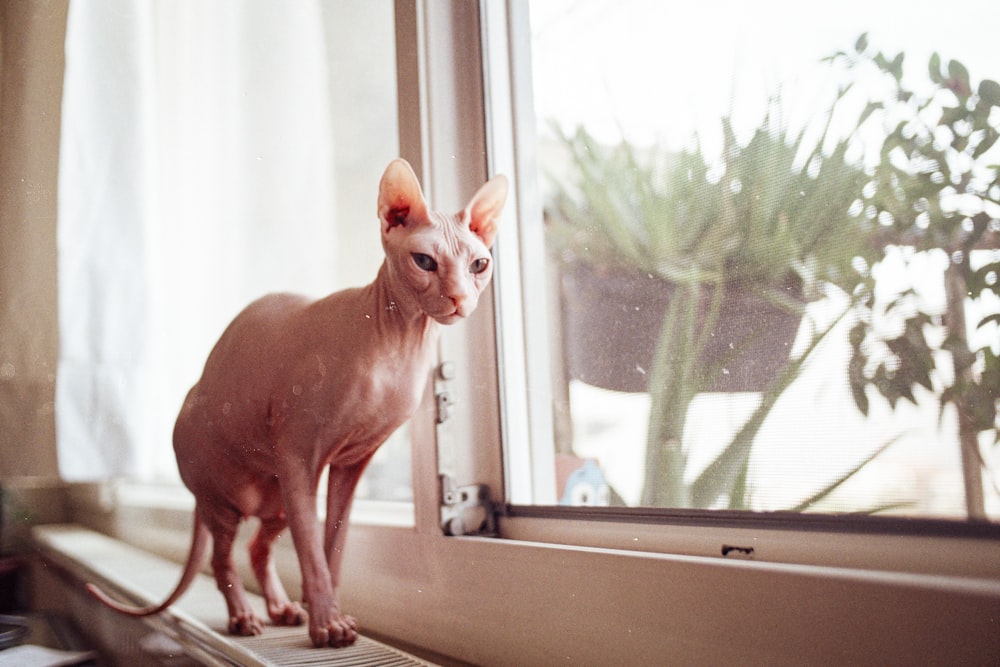 a hairless cat sitting on a window sill