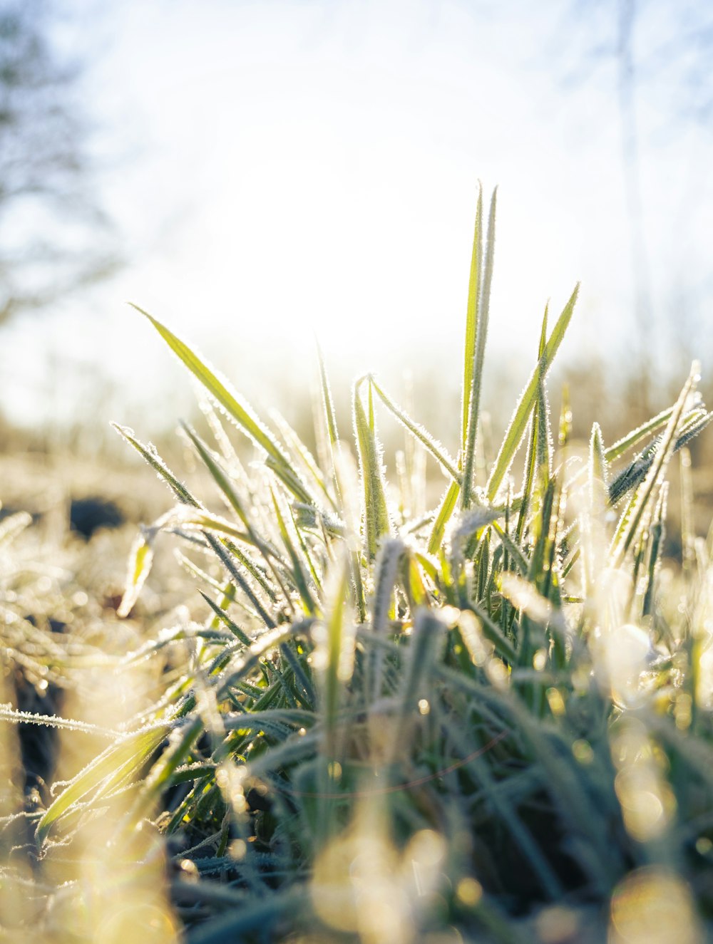 a close up of a grass covered in dew