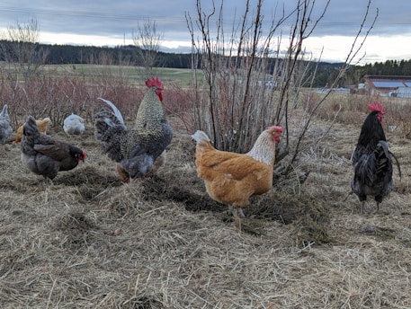 A group of chickens and roosters standing on dry grass with bare bushes and distant fields in the background. The chickens display a variety of colors including brown, black, and gold, while the roosters have prominent red combs. The sky is overcast, adding a subdued light to the scene.