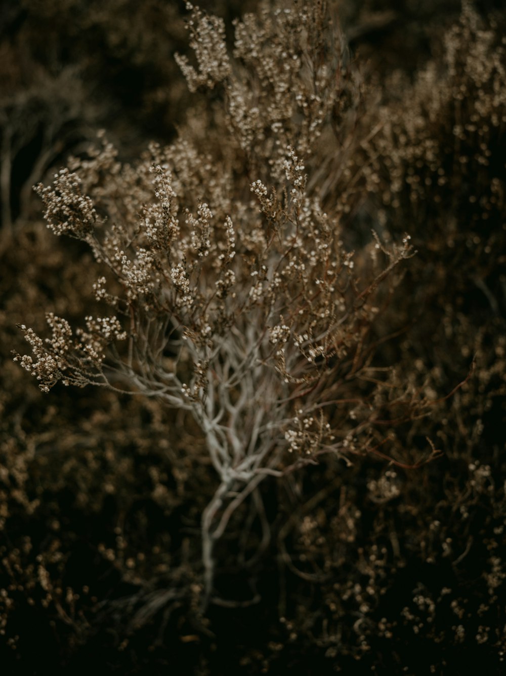 a small tree in the middle of a forest