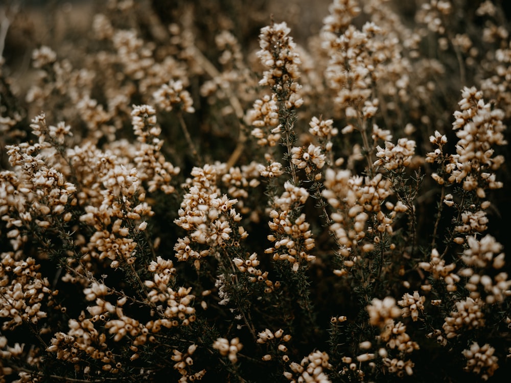 a bunch of flowers that are in the grass