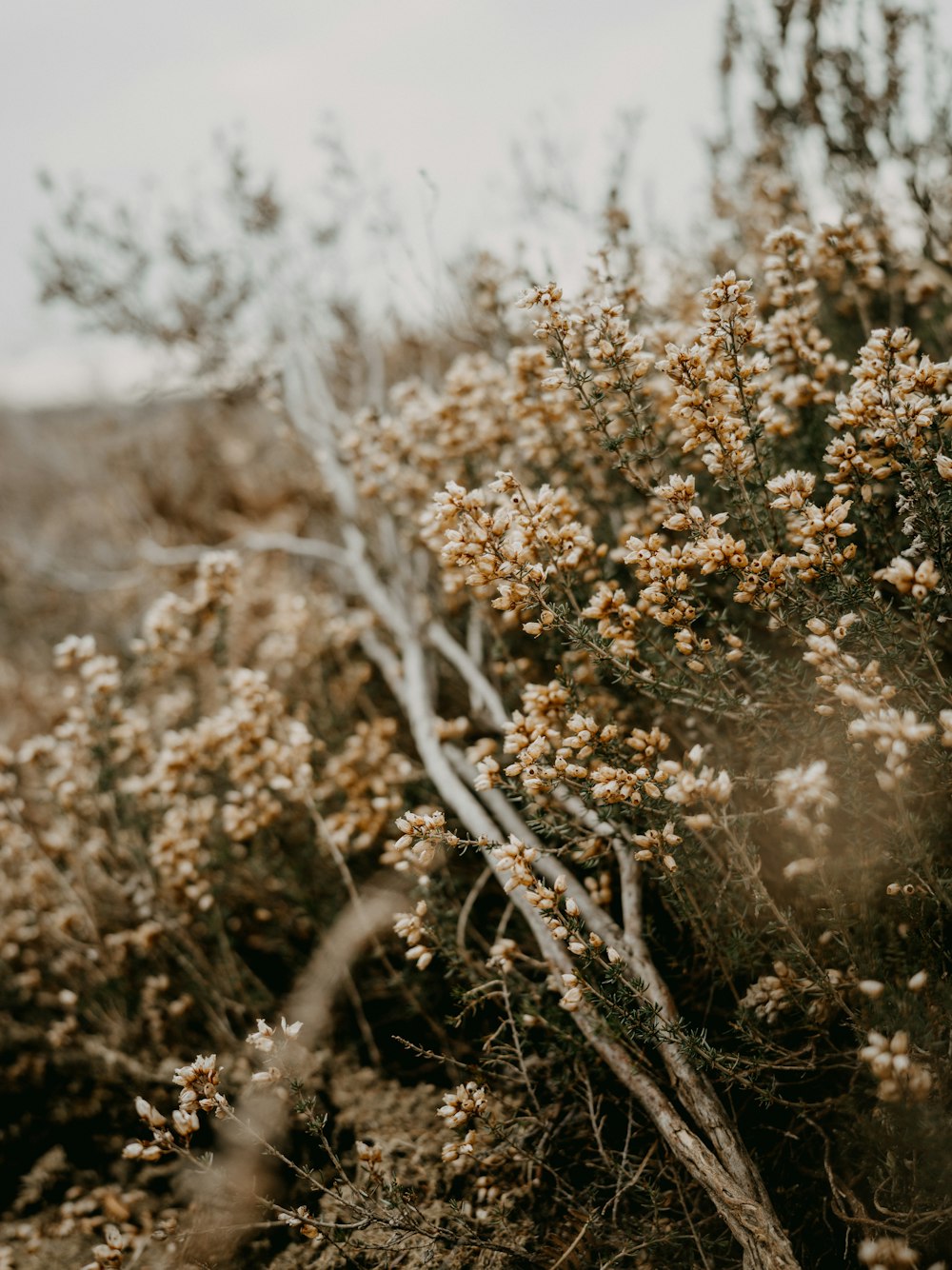 a bush with small white flowers in the desert