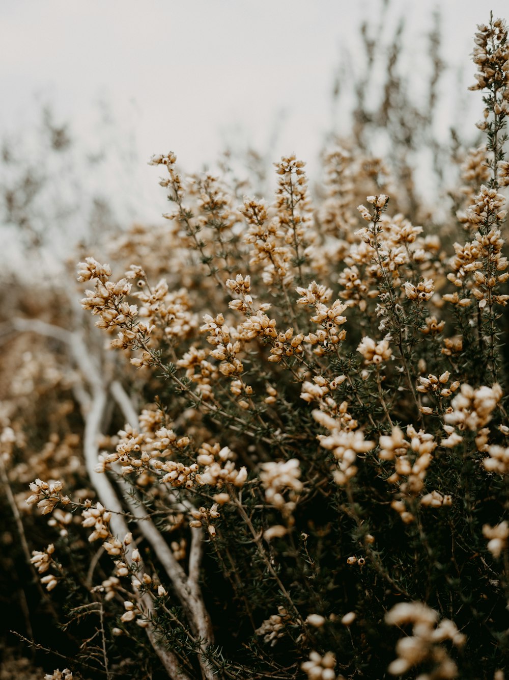 a bunch of flowers that are in the grass