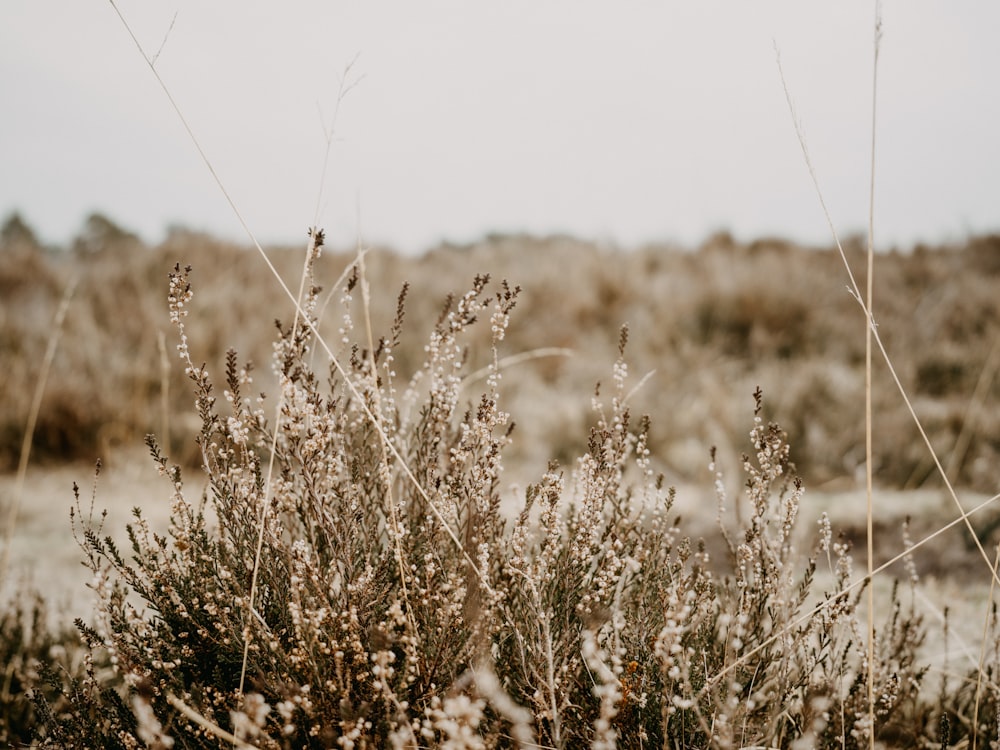 a bush with lots of small flowers in the middle of a field