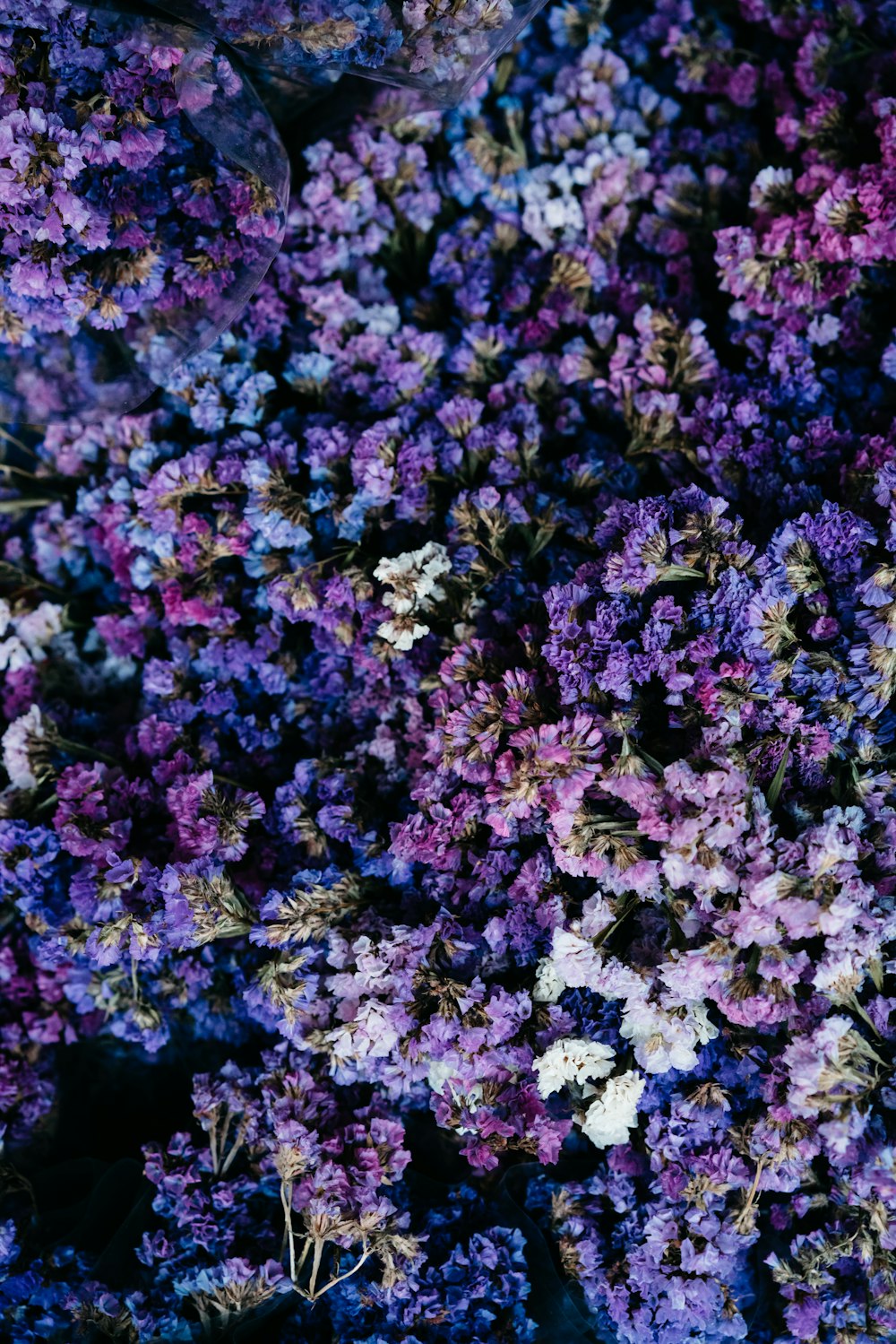 a bunch of flowers that are purple and white