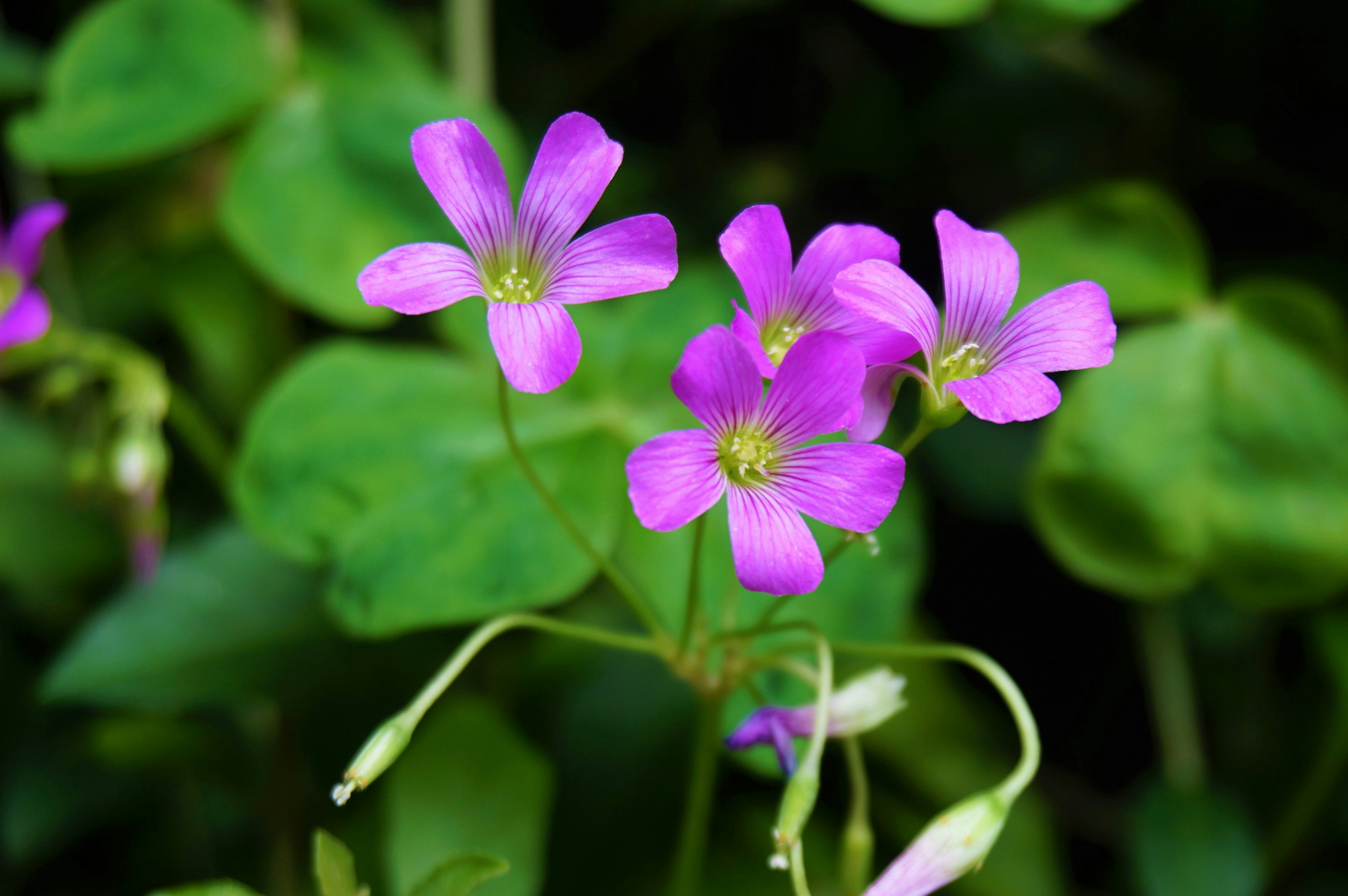 a group of purple flowers sitting on top of green leaves