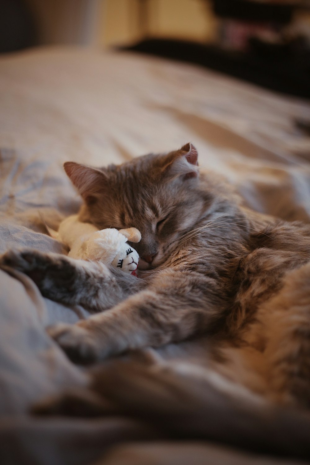 a cat sleeping on a bed with a stuffed animal