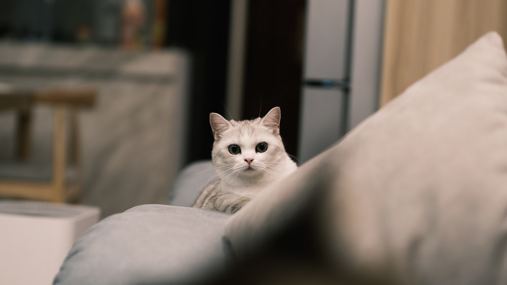 a white cat sitting on top of a couch