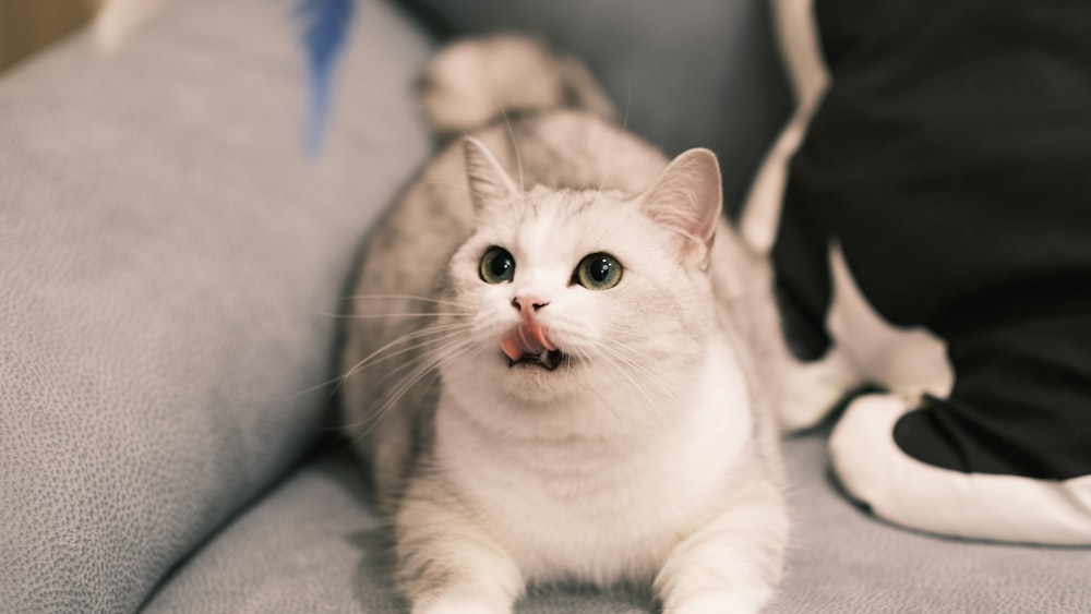 a white cat sitting on top of a gray couch