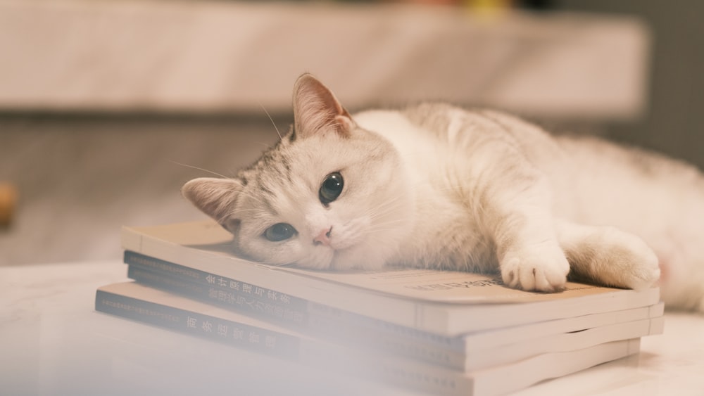a white cat laying on top of a stack of books