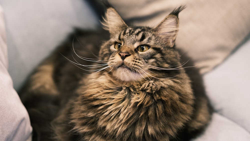 a cat sitting on top of a couch next to a pillow