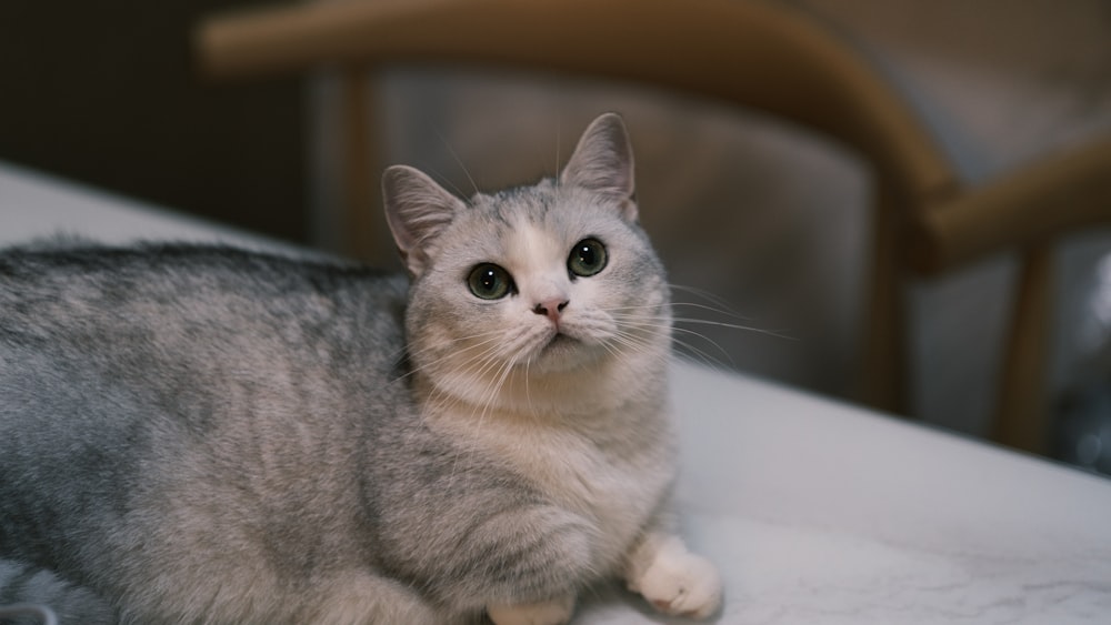 a gray and white cat sitting on top of a bed