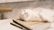 A content cat lounging next to an ebook titled ‘Understanding Your Feline Friend’ on a tablet screen.