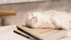 A content cat lounging next to an ebook titled ‘Understanding Your Feline Friend’ on a tablet screen.