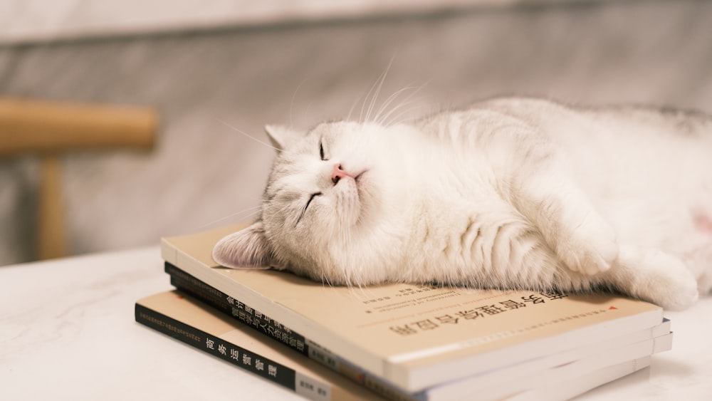 a white cat laying on top of a book
