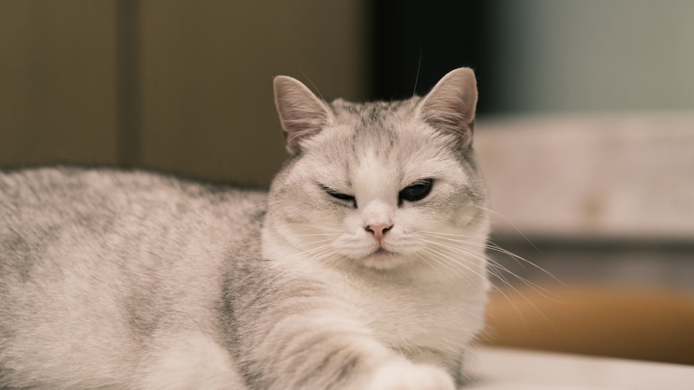 a gray and white cat laying on top of a bed