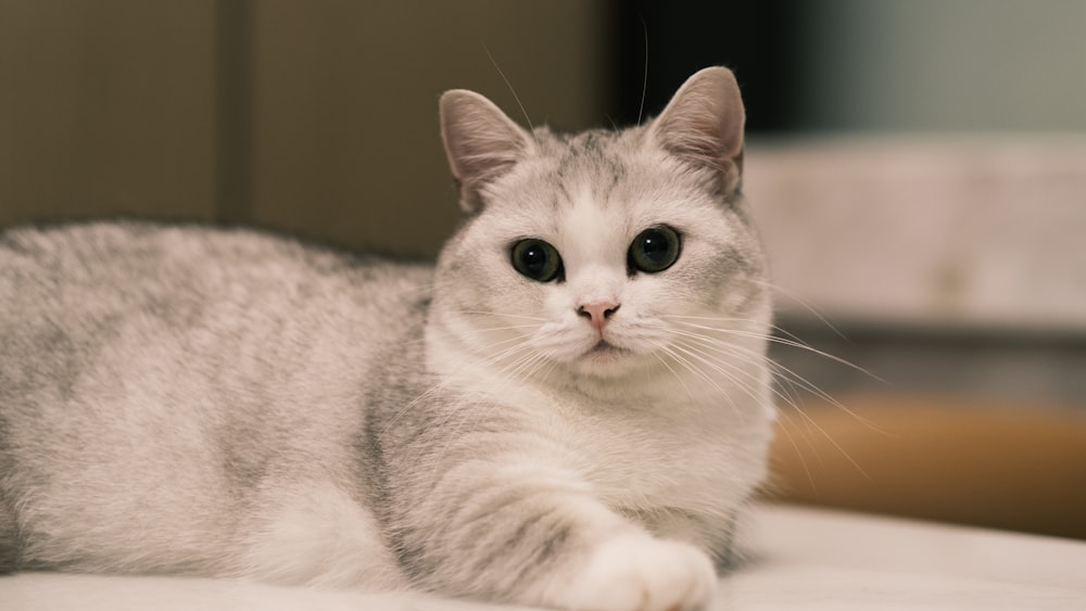 a gray and white cat laying on top of a bed