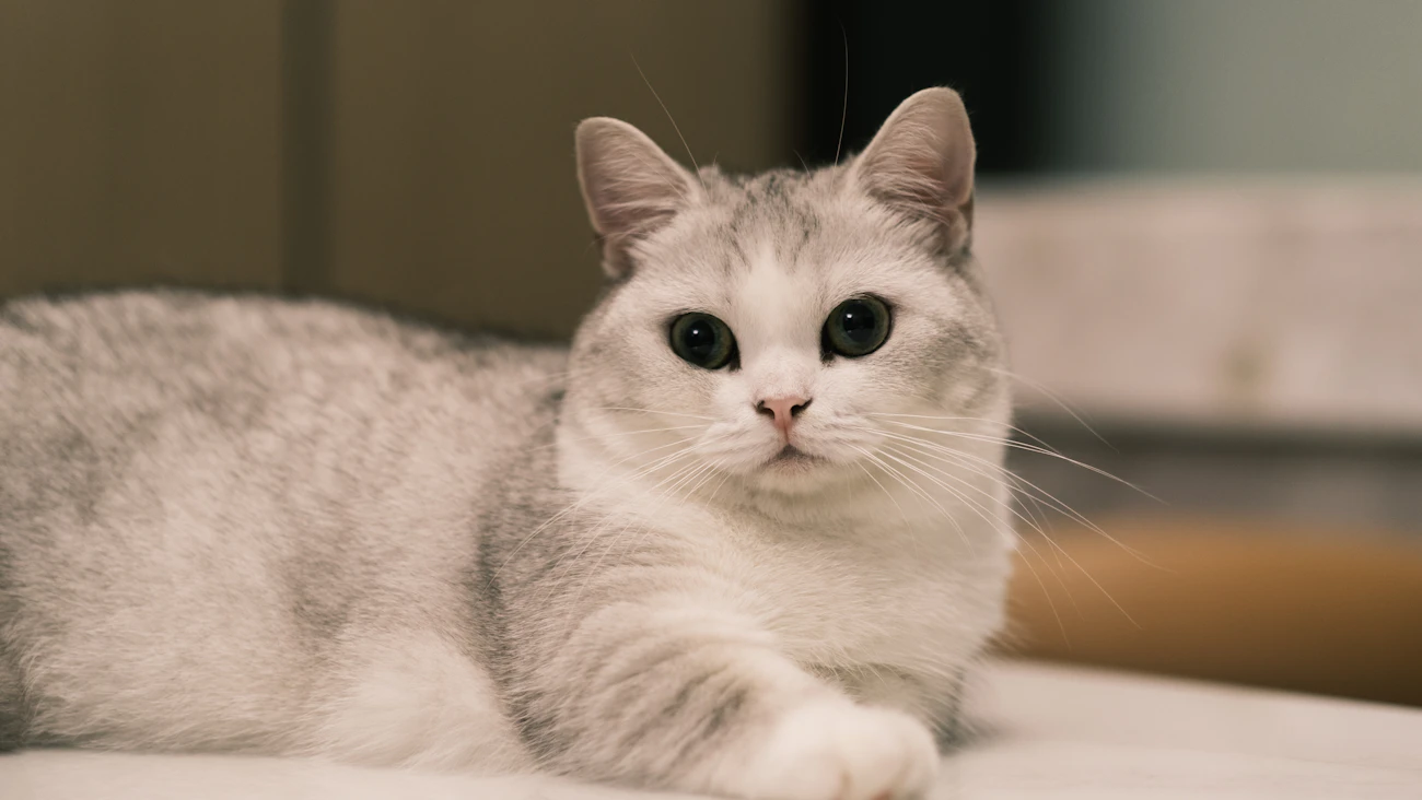室内で横になる丸い顔立ちの猫
