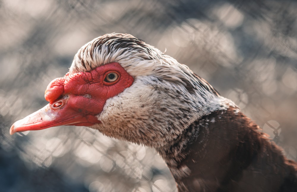 a close up of a duck behind a fence