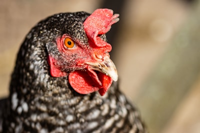 a close up of a chicken with a red comb