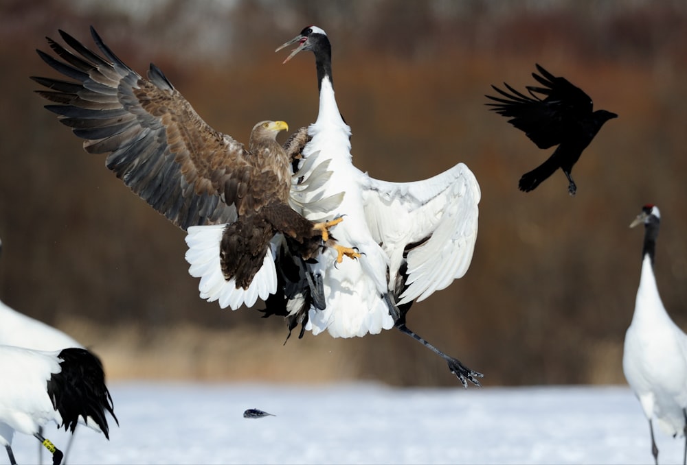 une volée d’oiseaux debout sur un sol enneigé