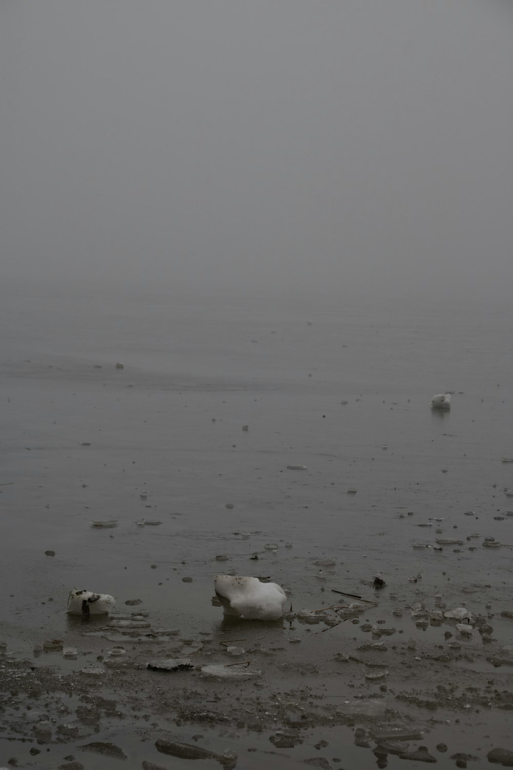 a couple of white birds floating on top of a body of water