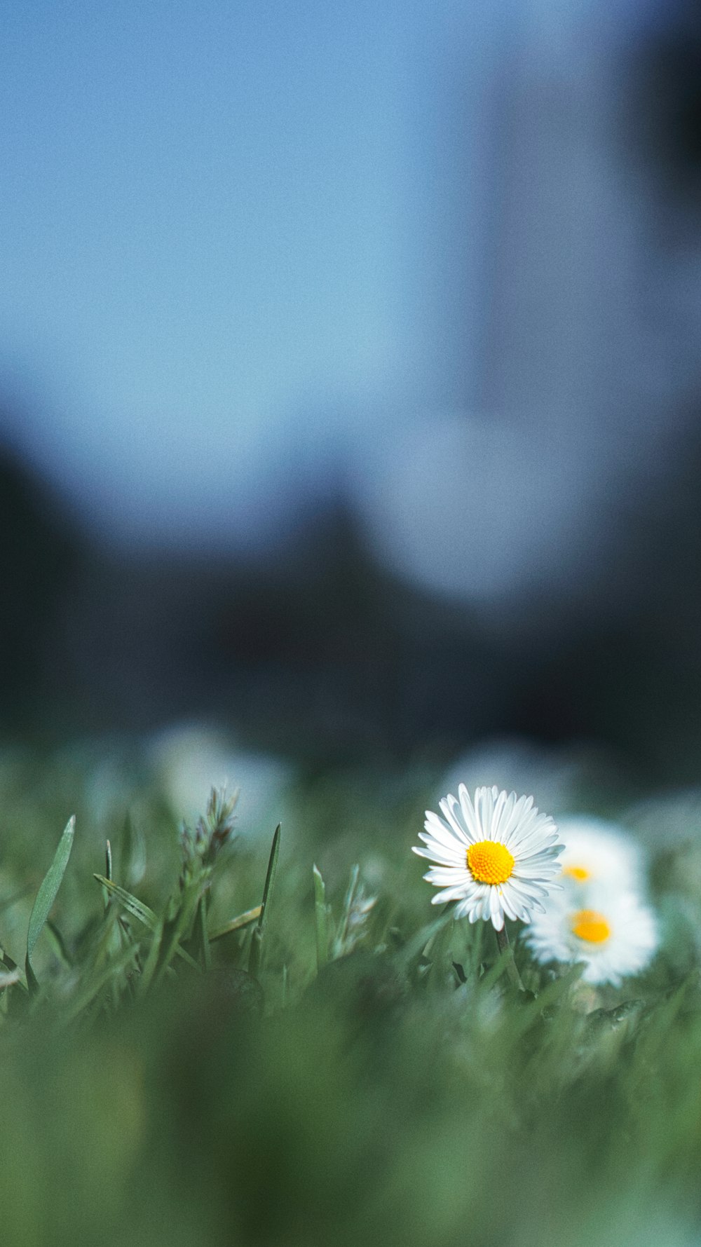 a close up of a flower in the grass