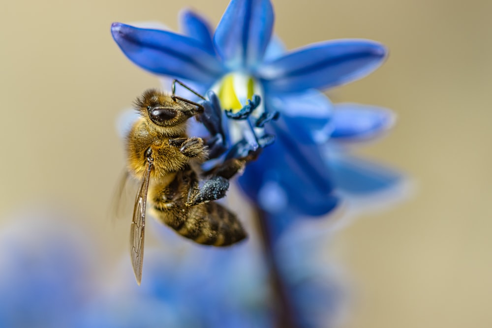 a close up of a blue flower with a bee on it