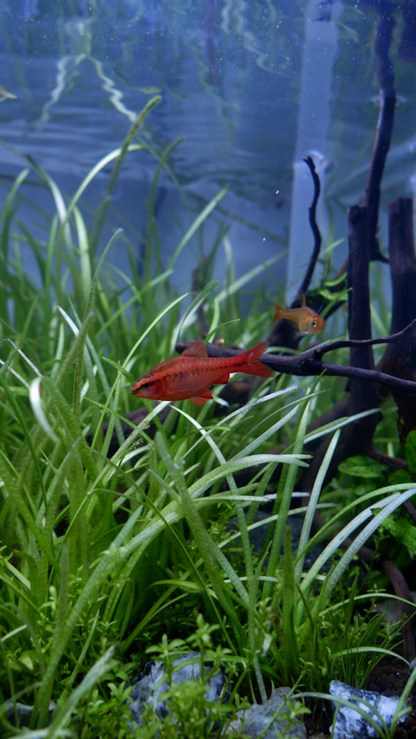 aquascaping