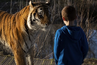 a young boy standing next to a large tiger