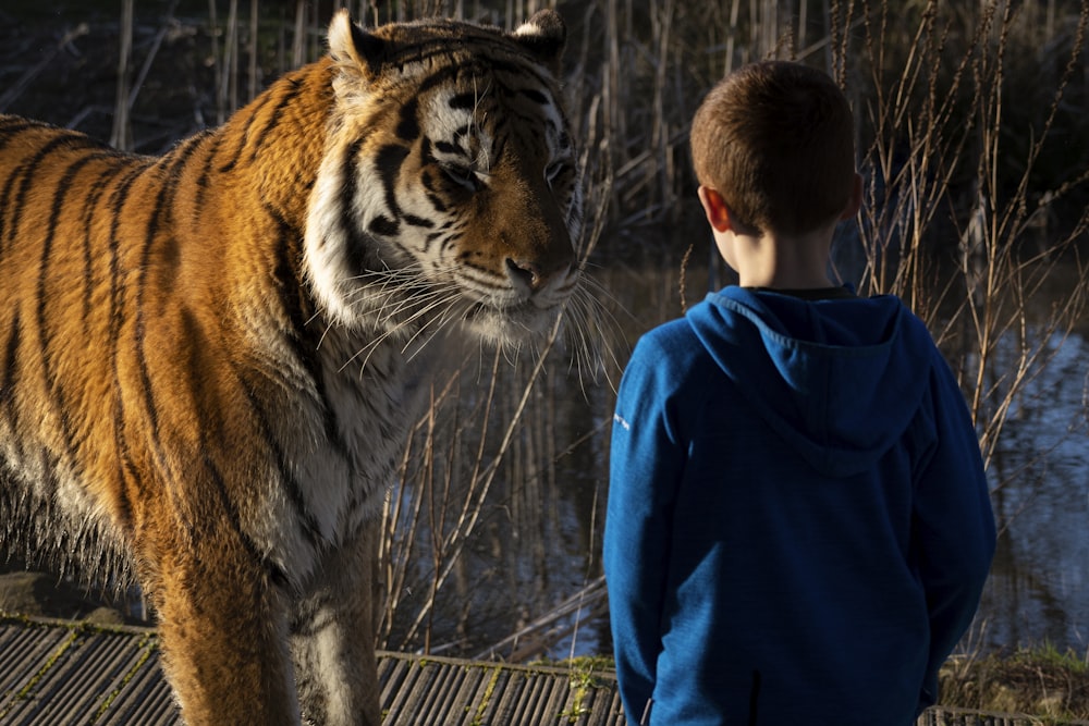 a young boy standing next to a large tiger