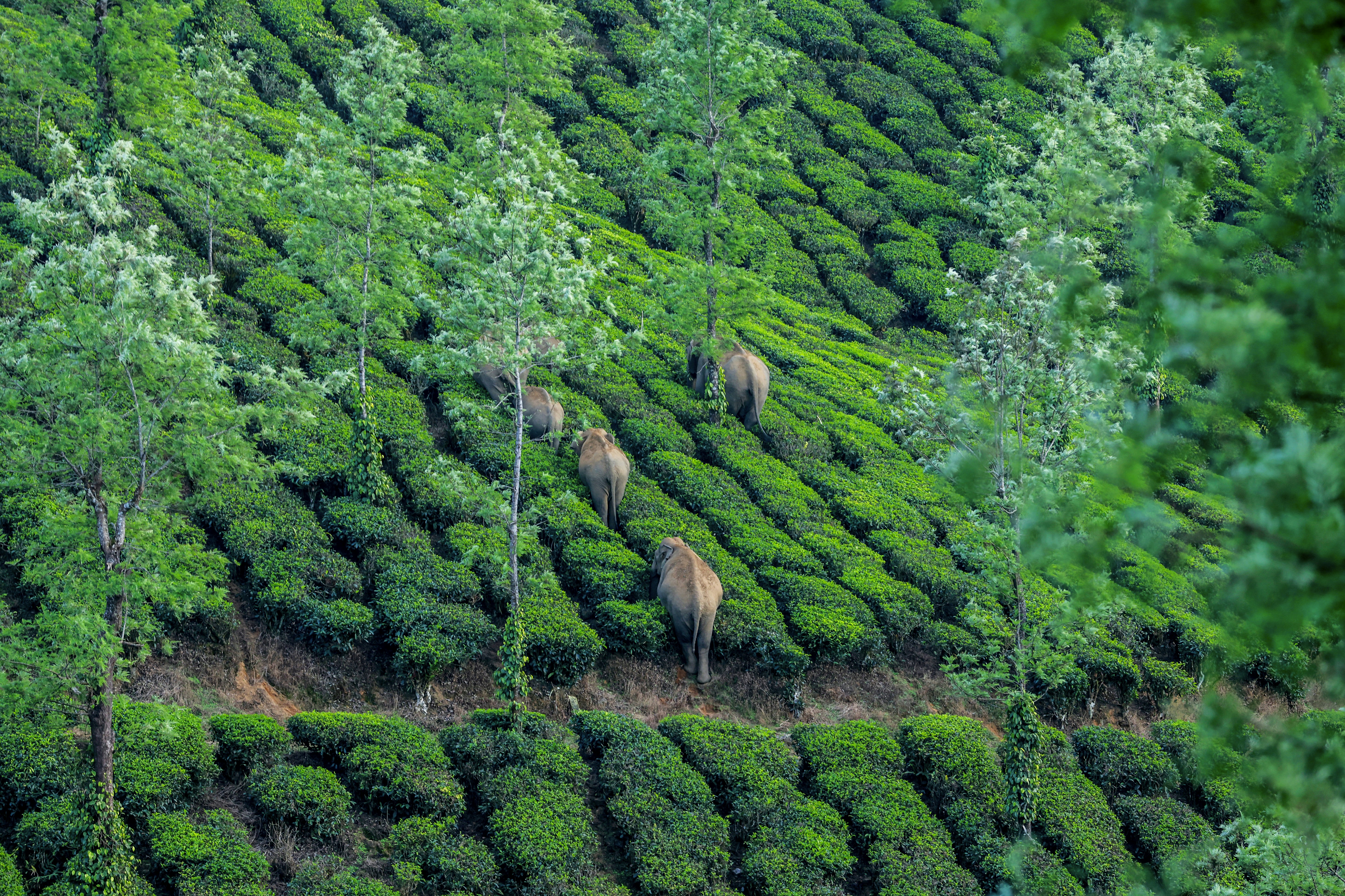 Photo by omanakuttan_cr