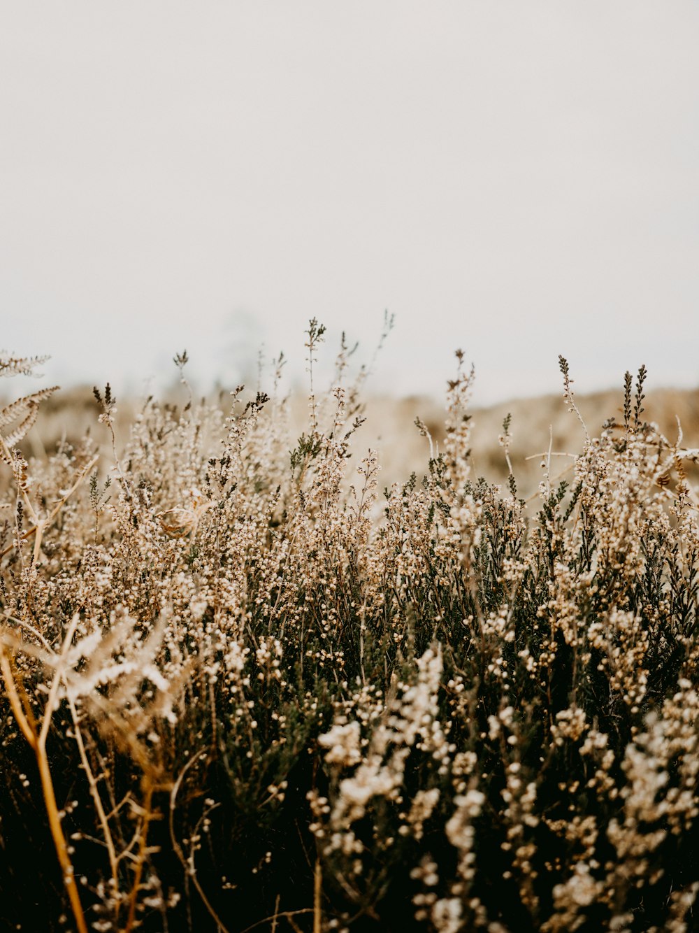 a field full of tall grass and weeds