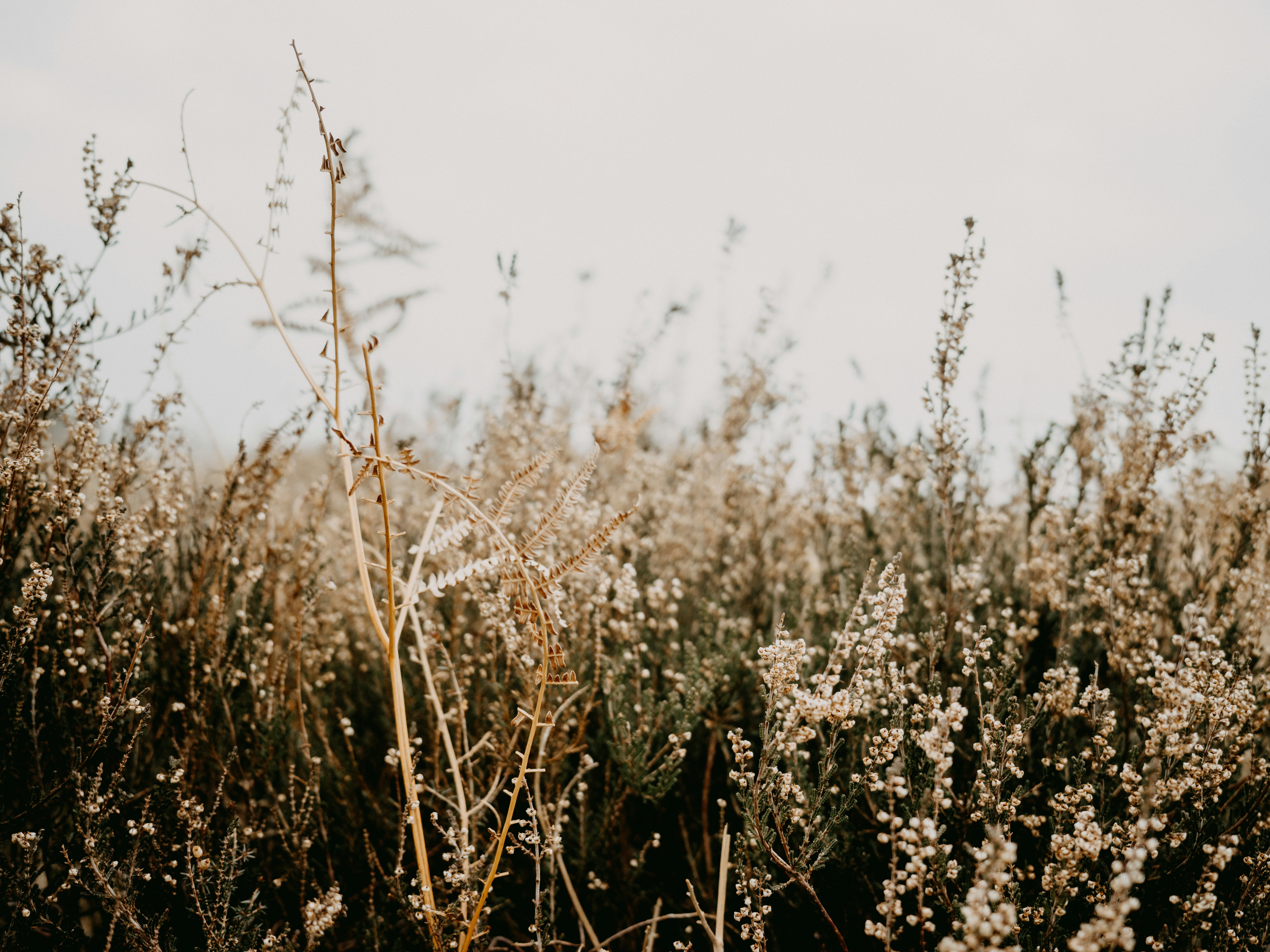 Photo by anniespratt