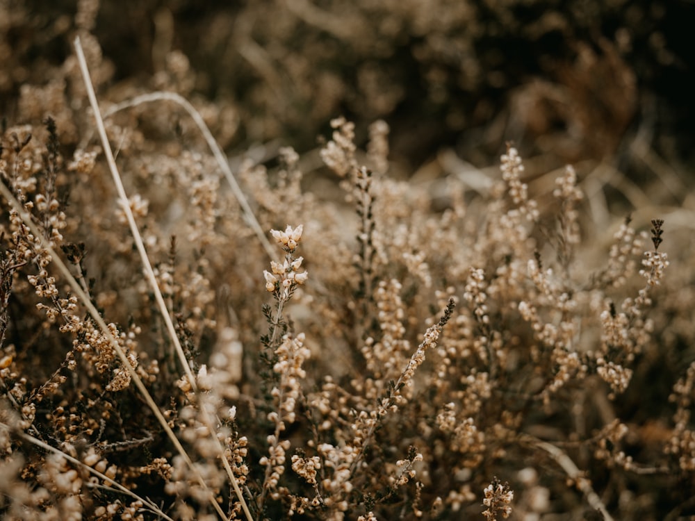 a bunch of plants that are in the grass