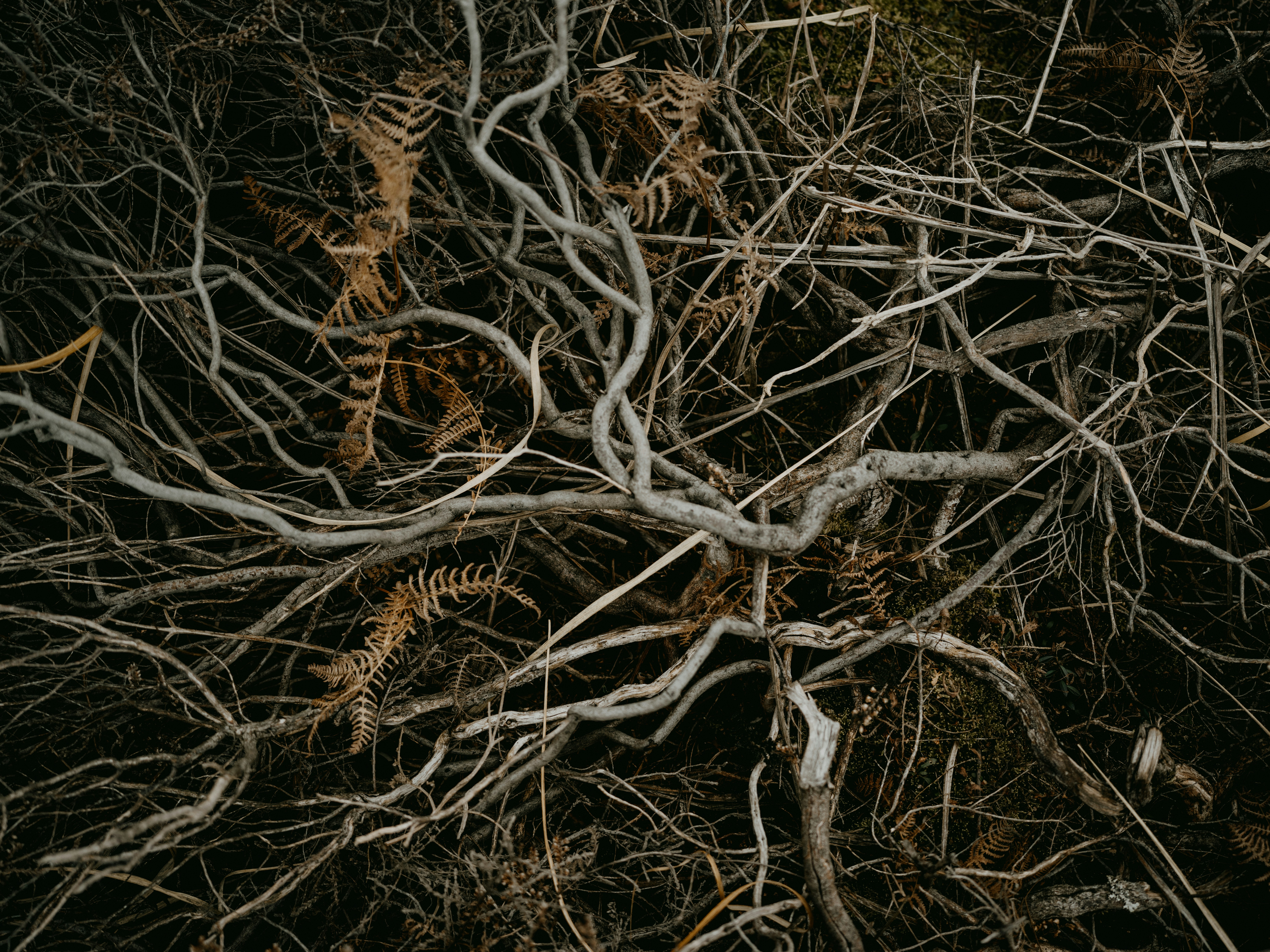 a bunch of tree branches with no leaves on them