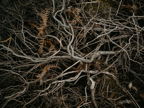 a bunch of tree branches with no leaves on them