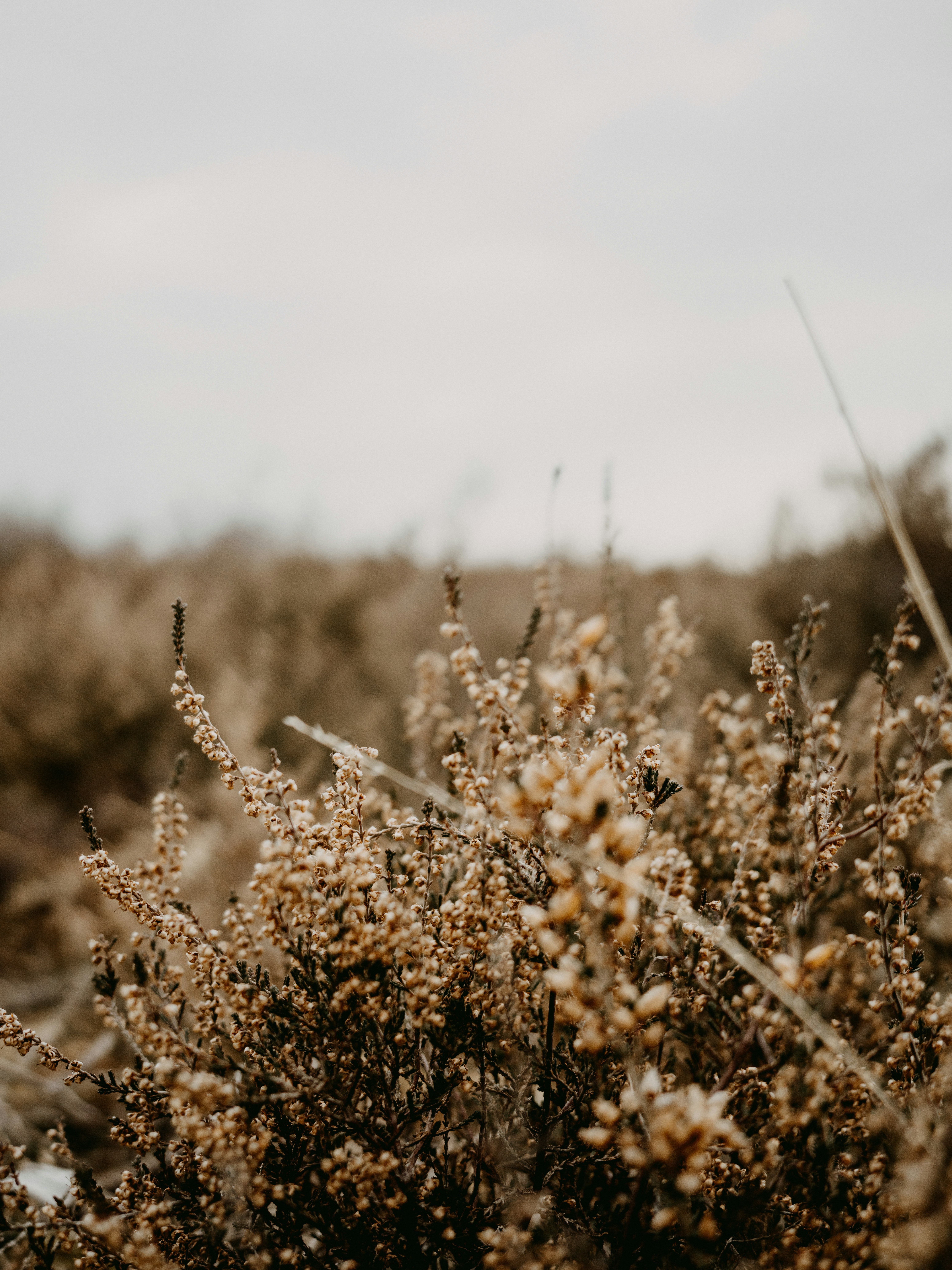 Photo by anniespratt